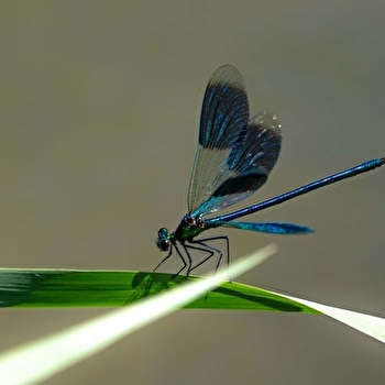 Le safari des petites bêtes - GEVRY