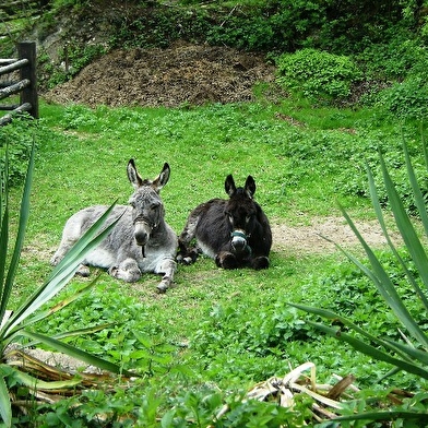 Balades en ânes 'association bel'ane'