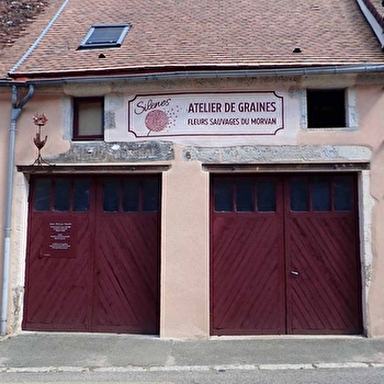 Silènes, graines du Morvan - SAULIEU