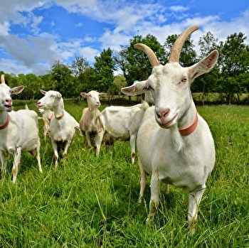 La Chèvrerie de Blancey - BLANCEY
