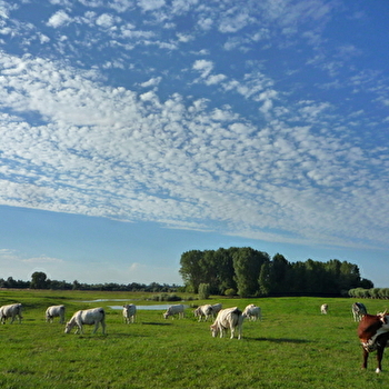 Prairies alluviales  - DAMEREY