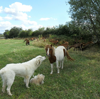 Chèvrerie de Drevin