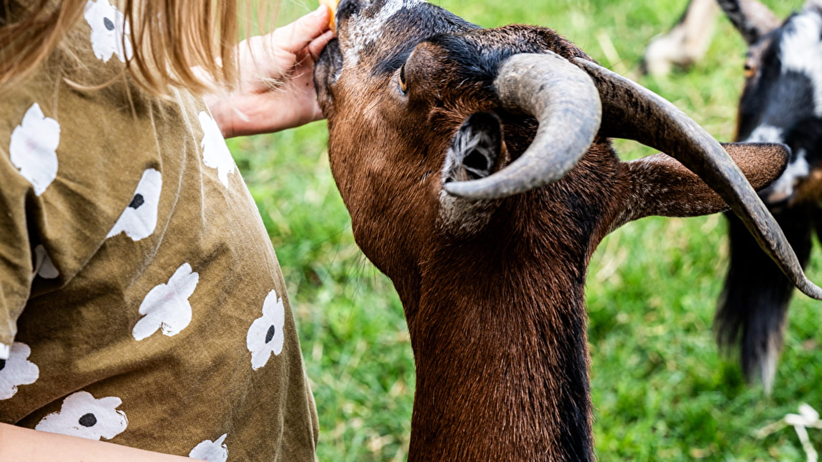 Association la Ferme des Irréductibles