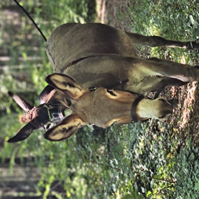 L'ÂÔMA (L'Âne Ôdacieux Médiation animale) 