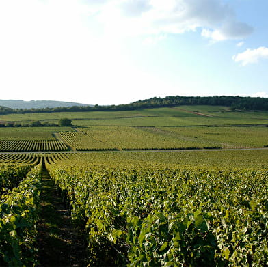 Domaine de Quintefeuille