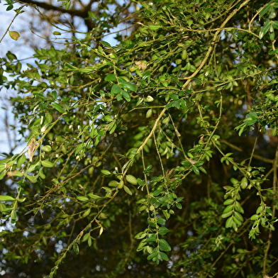 La Buxaie de la fontaine Chamont