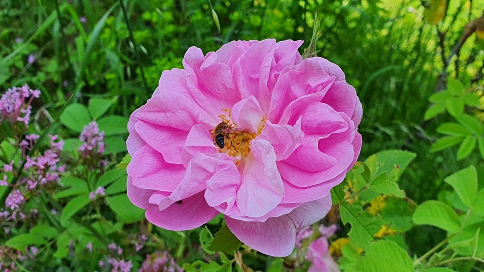 Voir l'invisible, sentir l'essentiel