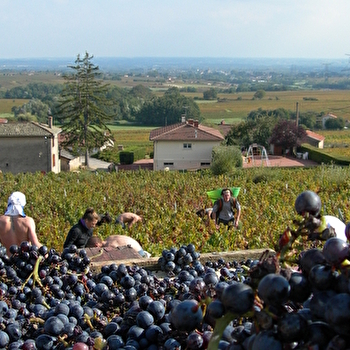 Domaine des Duc - SAINT-AMOUR-BELLEVUE