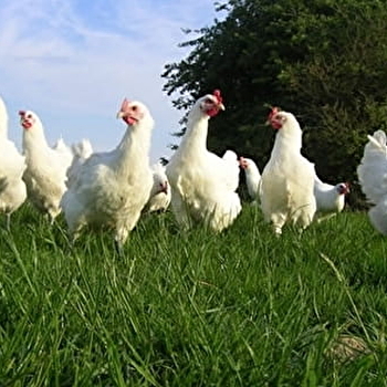 Ferme Roussel-Voisard - CHAPELLE VOLAND