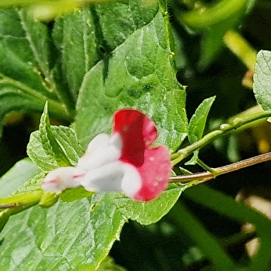 Domaine Le Puits du Moulin