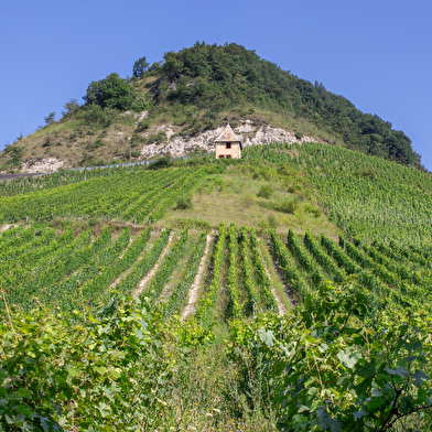 Sentier 'entre ruines et vignes' : de Montagnieu à Briord