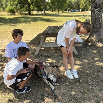 Randonnées avec les chiens-loups
