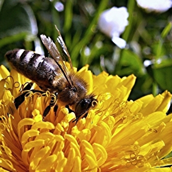 Verger de Sauvegarde et Jardin Mellifère - PARAY-LE-MONIAL