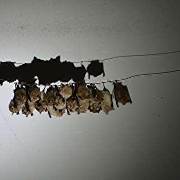 Nuit de la chauve-souris à Limanton, Mardi 21 juillet  - Limanton