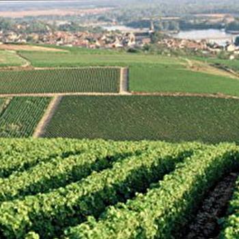 Domaine du Bouchot - SAINT-ANDELAIN