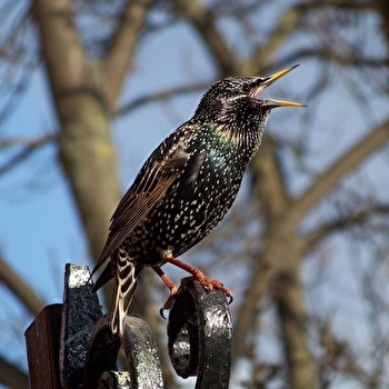 Sentier des Oiseaux - VILLENEUVE-SOUS-CHARIGNY