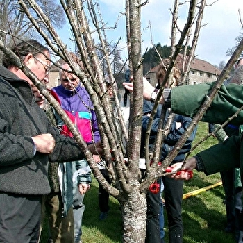 Stage verger : insectes et maladies au verger - SAINT-BRISSON