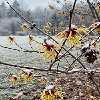 Visite guidée : L'Hamamélis, trésor de la saison froide - PONTOUX