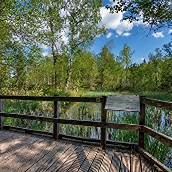 Tourbières de Frasne-Bouverans (Grande boucle - départ Moulin) - FRASNE