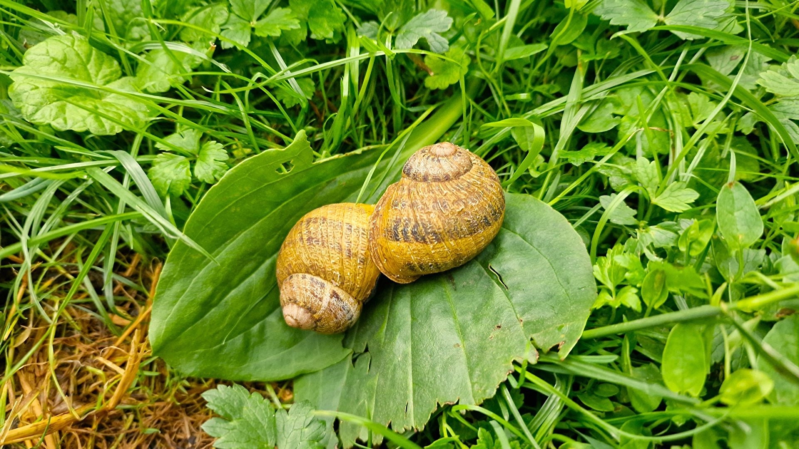 À la rencontre de Marjorie : immersion chez une éleveuse d'escargots