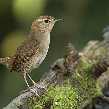 A la découverte des oiseaux forestiers - MASSILLY