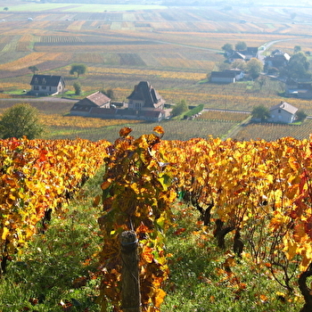 Bourgogne Authentique - DIJON