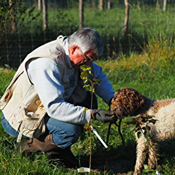 Demi-journées découverte de la truffe - IS-SUR-TILLE