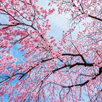  Visite guidée : cerisiers du Japon et magnolias, les maîtres mots du Printemps - PONTOUX