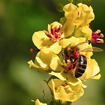 Miel des Monts du Morvan - LAROCHEMILLAY
