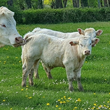 EARL Elevage des Cimes - SAINT-AUBIN-EN-CHAROLLAIS