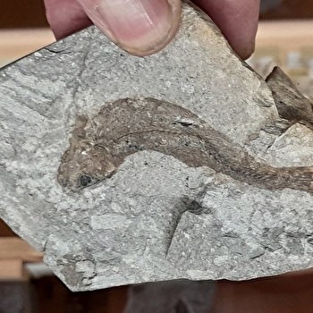 Mémoire de la Terre - JUSSEY