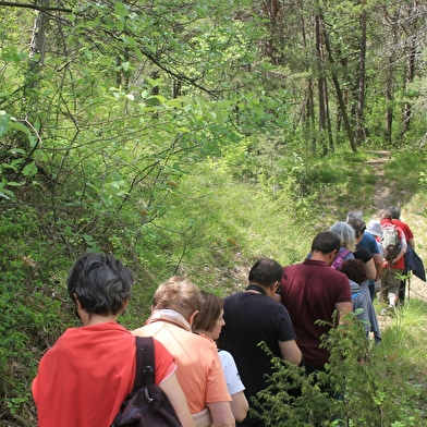 Balade nature en forêt _ENS2026  'sur réservation'