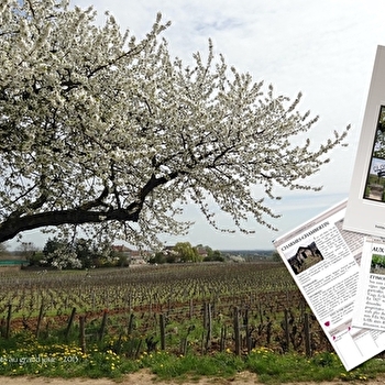Côte de Nuits au Grand Jour - Visite découverte lecture - NUITS-SAINT-GEORGES