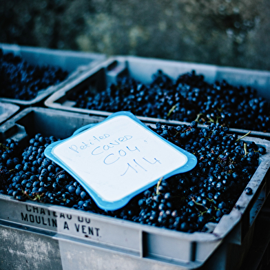Du Château des Thorins au Château du Moulin-à-Vent