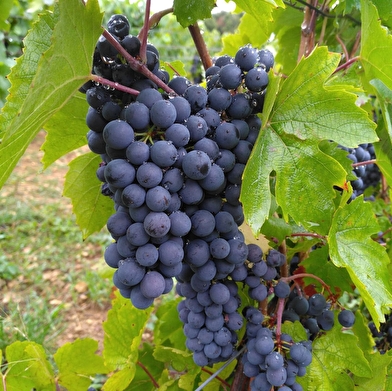 GAEC du Moulin de Foulot