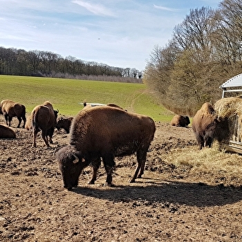 La Ferme de la Marquise - élevage de bisons - DAMPIERRE-SUR-SALON