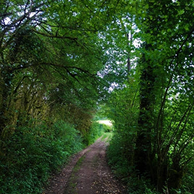 Parcours VTT 6 rouge - Les Enfants du Marais - Espace FFC Ain Forestière