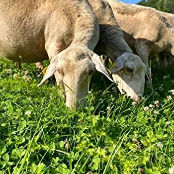 La Bergerie Coquelicot - VAUCLUSOTTE