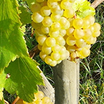 Les Vignes à Fanfan - VUILLAFANS