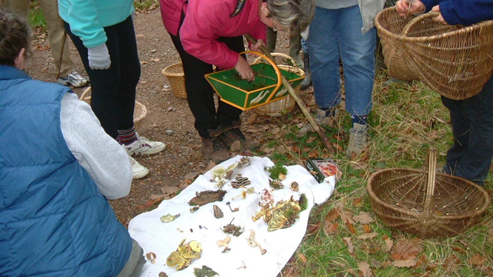 Sortie nature : Les champignons dans nos forêts