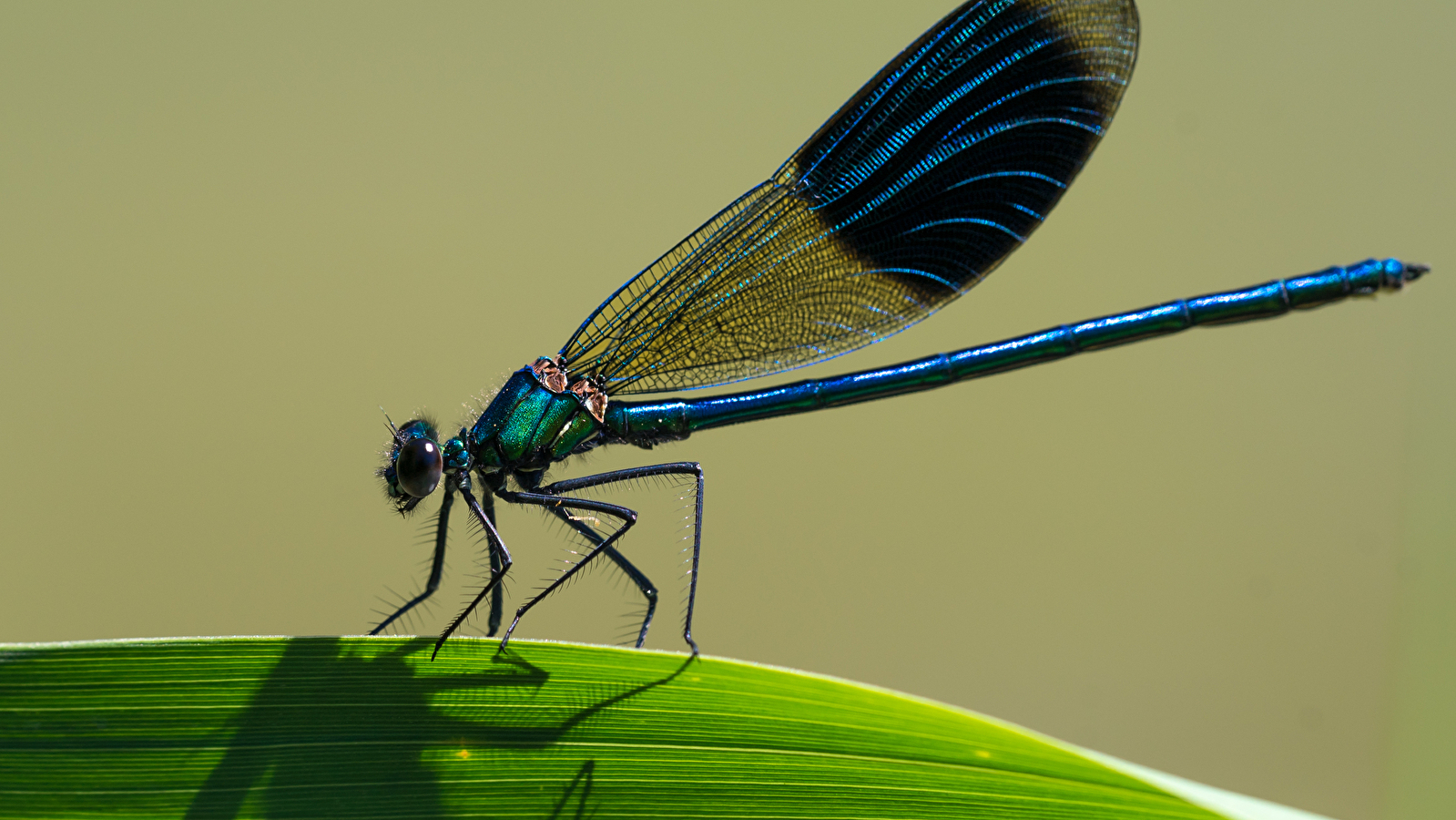 Inventaire participatif - Libellules et papillons