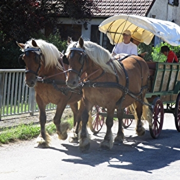 Promenade Alluysienne en calèche - ALLUY