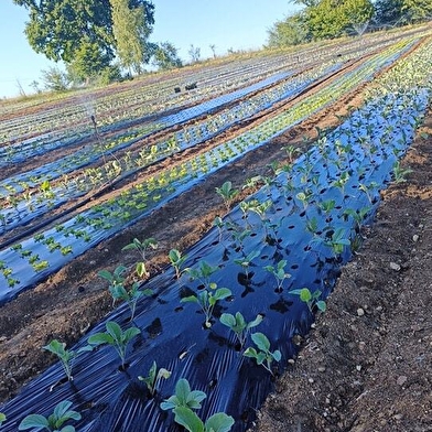 Au Potager des Magny