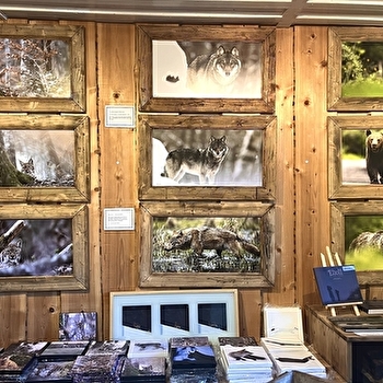 Wild Wolf Gallery - LAMOURA