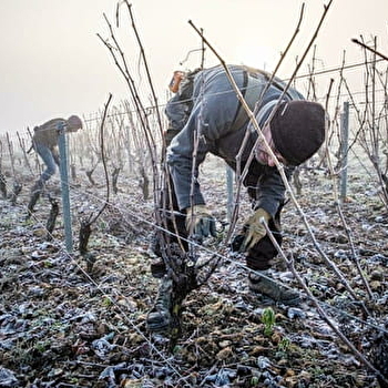 Domaine Champeau - SAINT-ANDELAIN