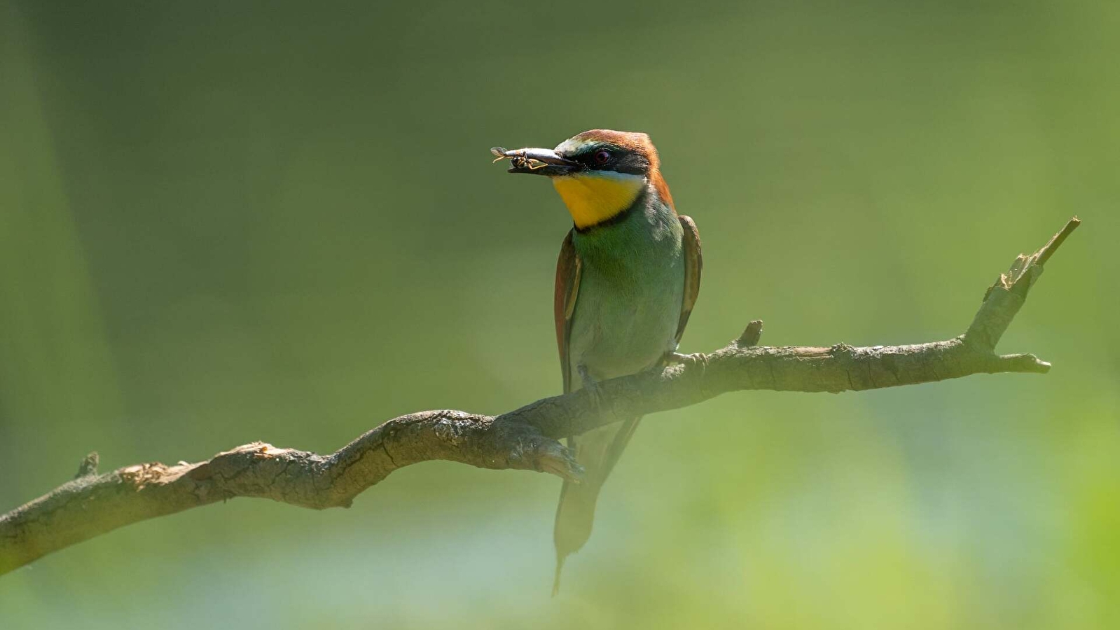 Les oiseaux au fil des saisons