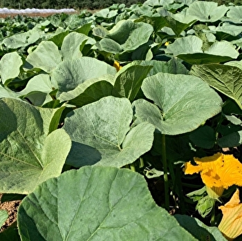 La Ferme de la Pommeraie - VILLERS-FARLAY