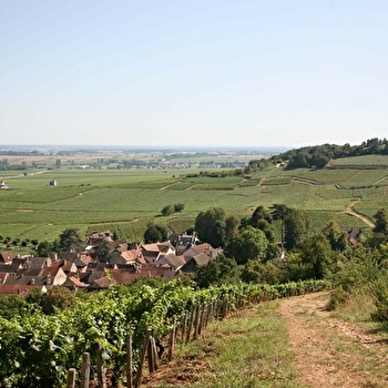 Journée Thématique : 'Au cœur des climats de Beaune' - BEAUNE
