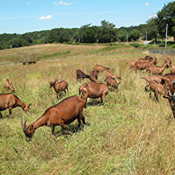 Chèvrerie Bauduron - MONTAMBERT