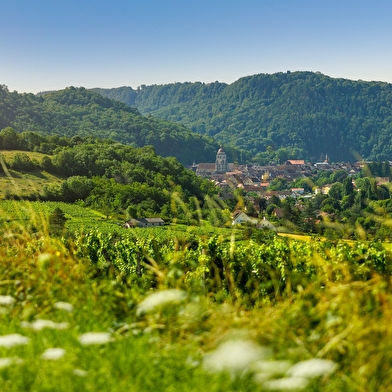 Boucle 20 : Le Vignoble